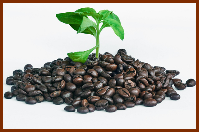 커피원두 가운데 식물이 꽂아져 있는 모습