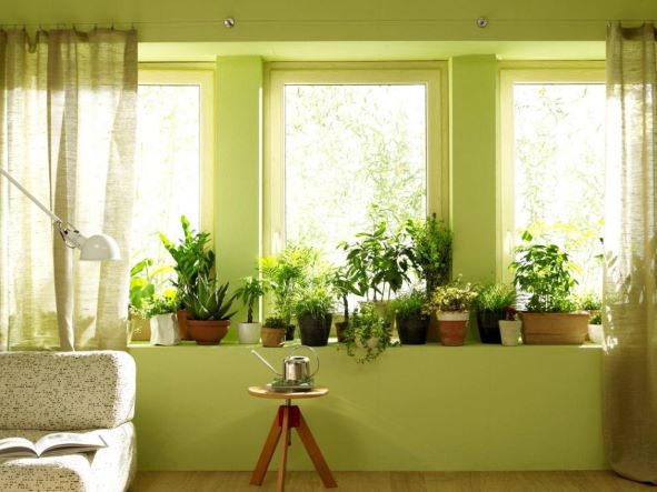 여러가지 식물 화분이 놓여져 있는 창가