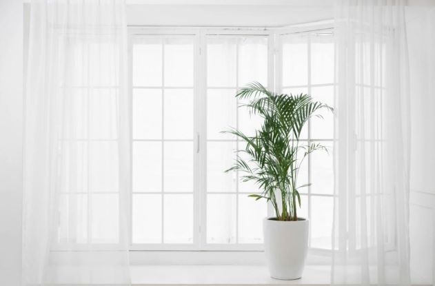 커다란 식물화분에 놓여있는 창가