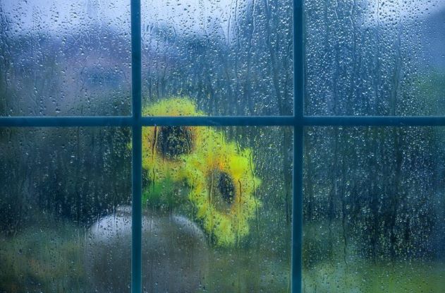 비오는날 창문 너머로 보이는 해바라기꽃